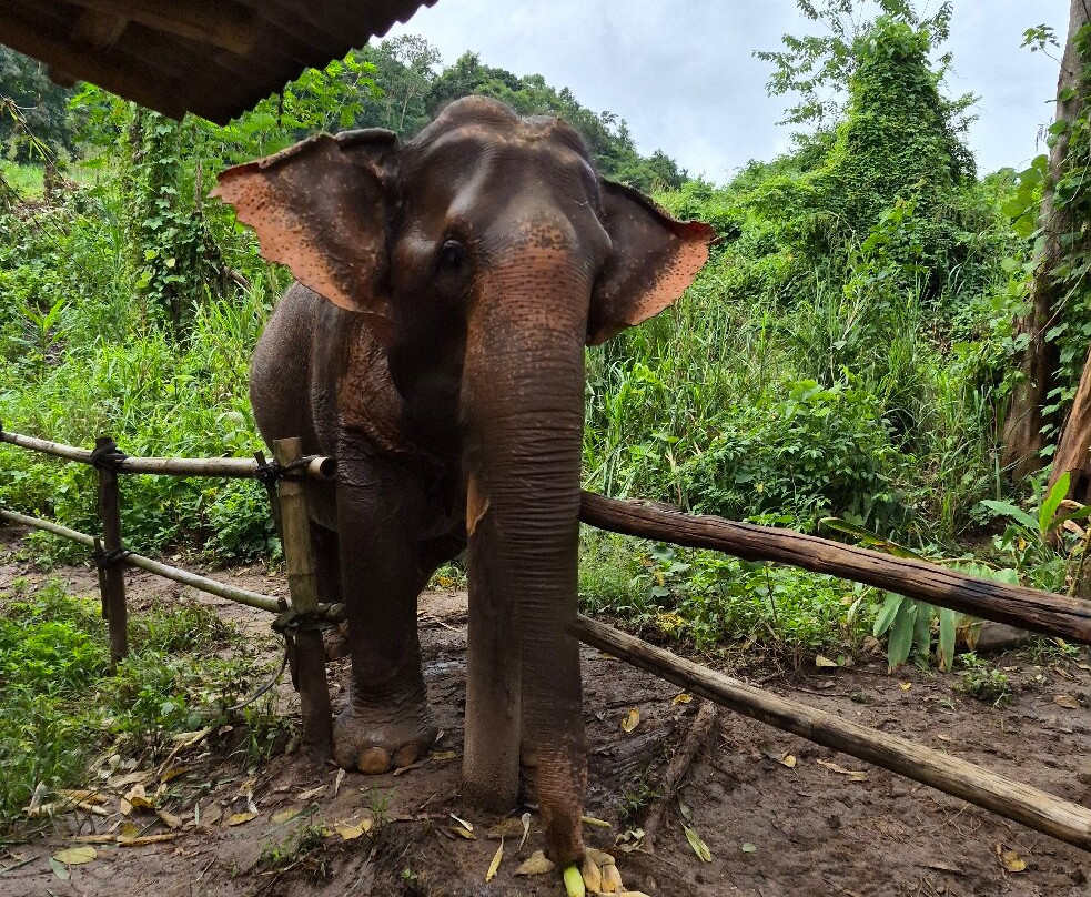 Elephant Sanctuary Care Park-清迈必去景点