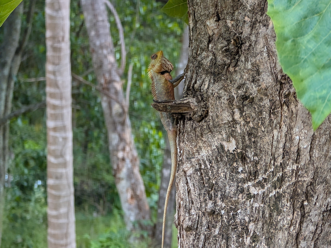 Lanka Tour Driver-Hingurakgoda必去景点