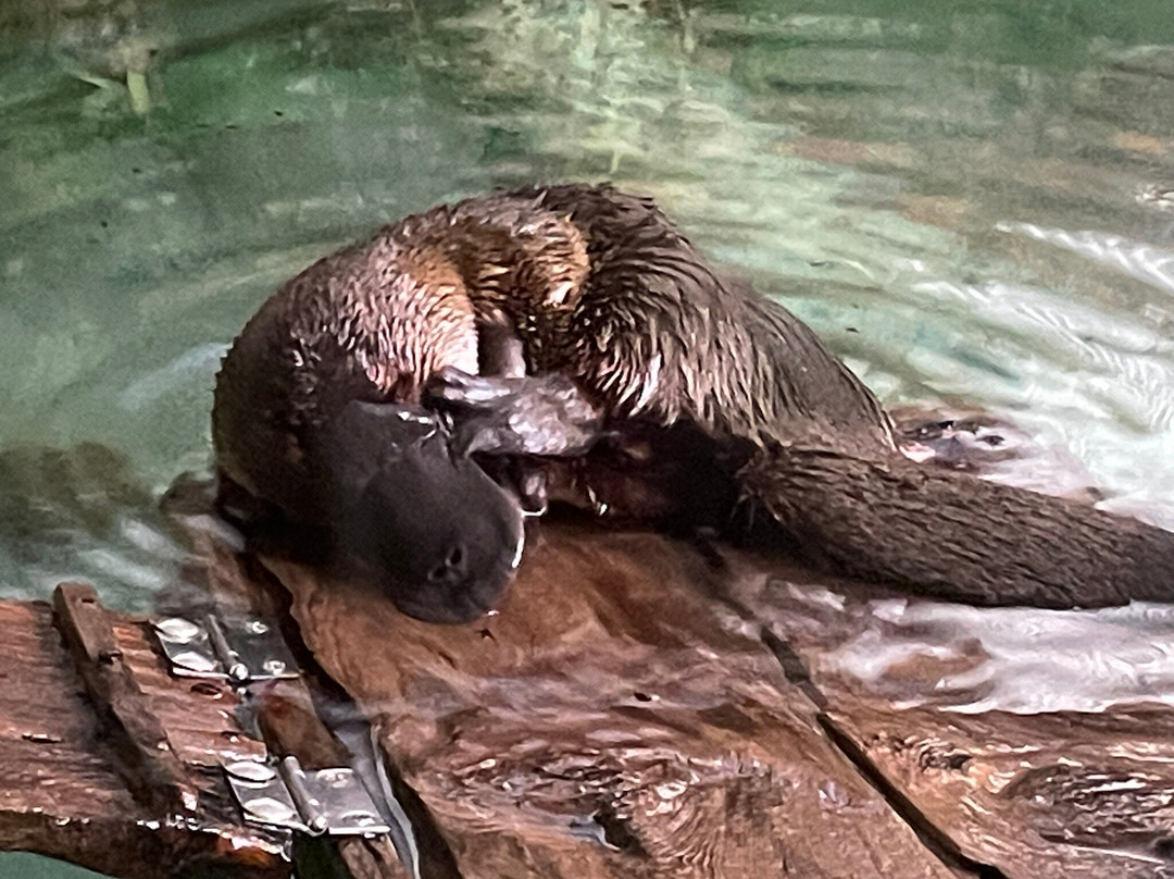 Platypus House-Beauty Point必去景点