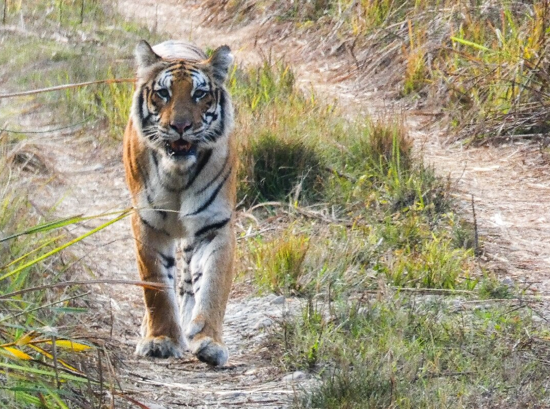 Chitwan National Park-苏拉哈必去景点