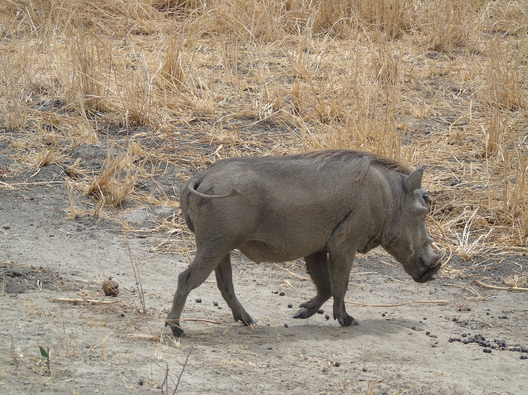 Savannah Explorers Limited-阿鲁沙必去景点