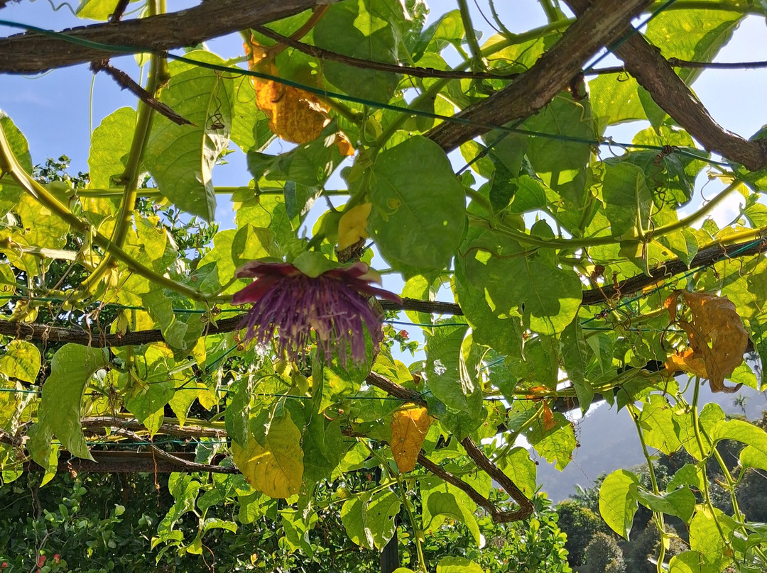 槟城热带果园-峇都丁宜必去景点