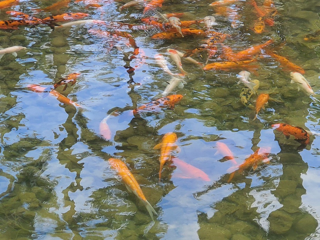 Konoko Falls & Park-奥乔里奥斯必去景点