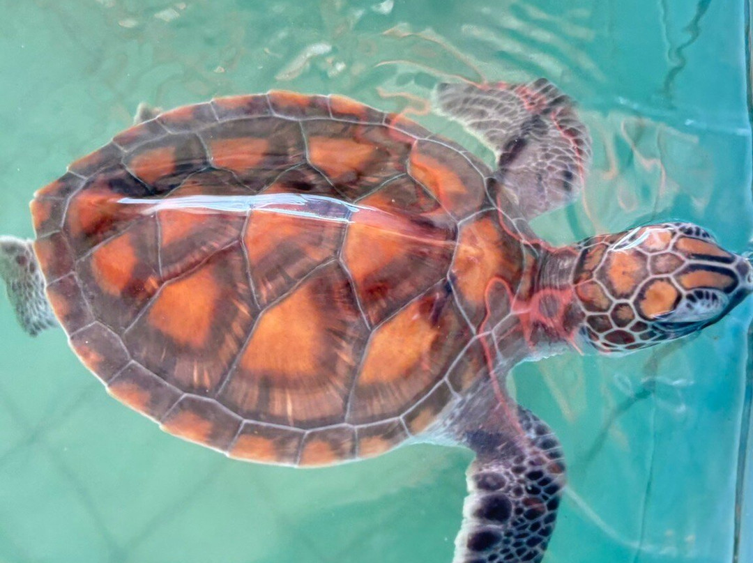 Royal Thai Navy Sea Turtle Conservation Center Phang Nga-Lam Kaen必去景点