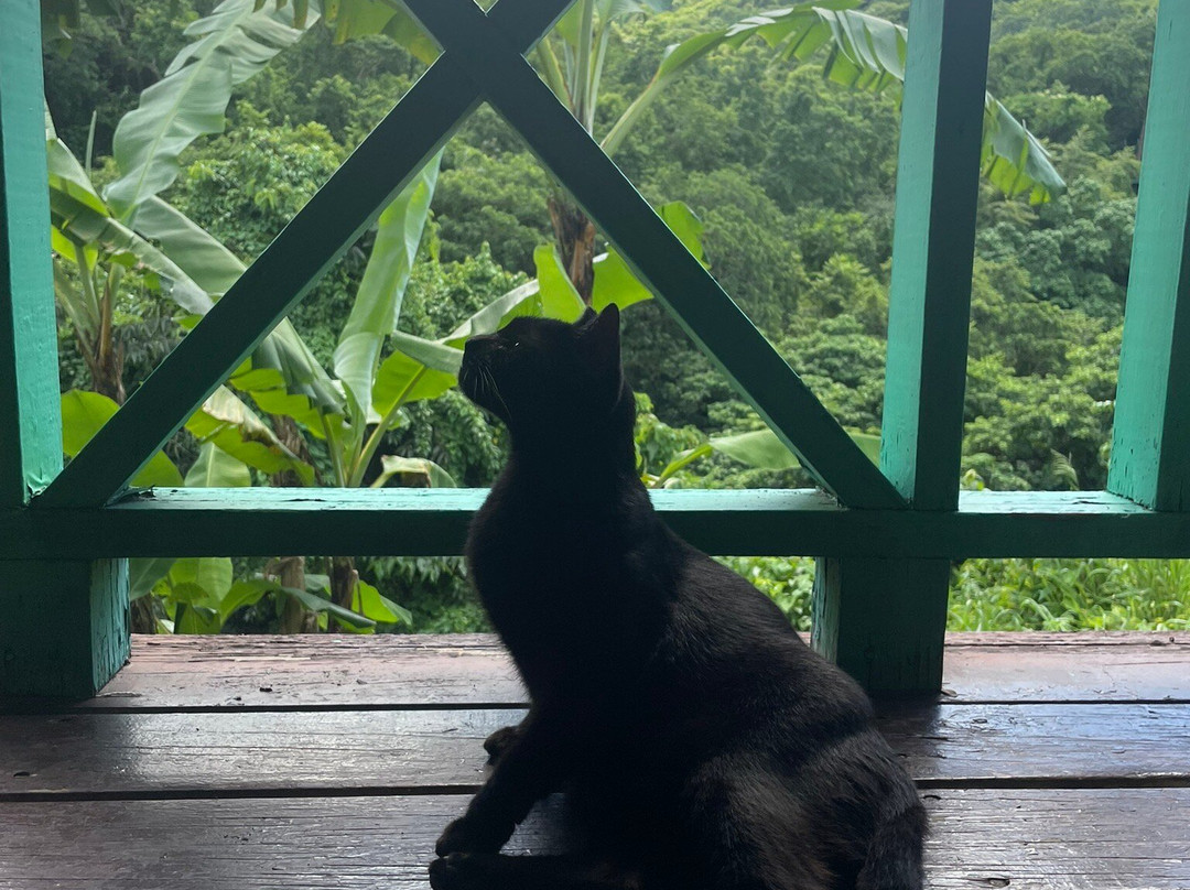 Antigua Rainforest Canopy Tour-安提瓜必去景点