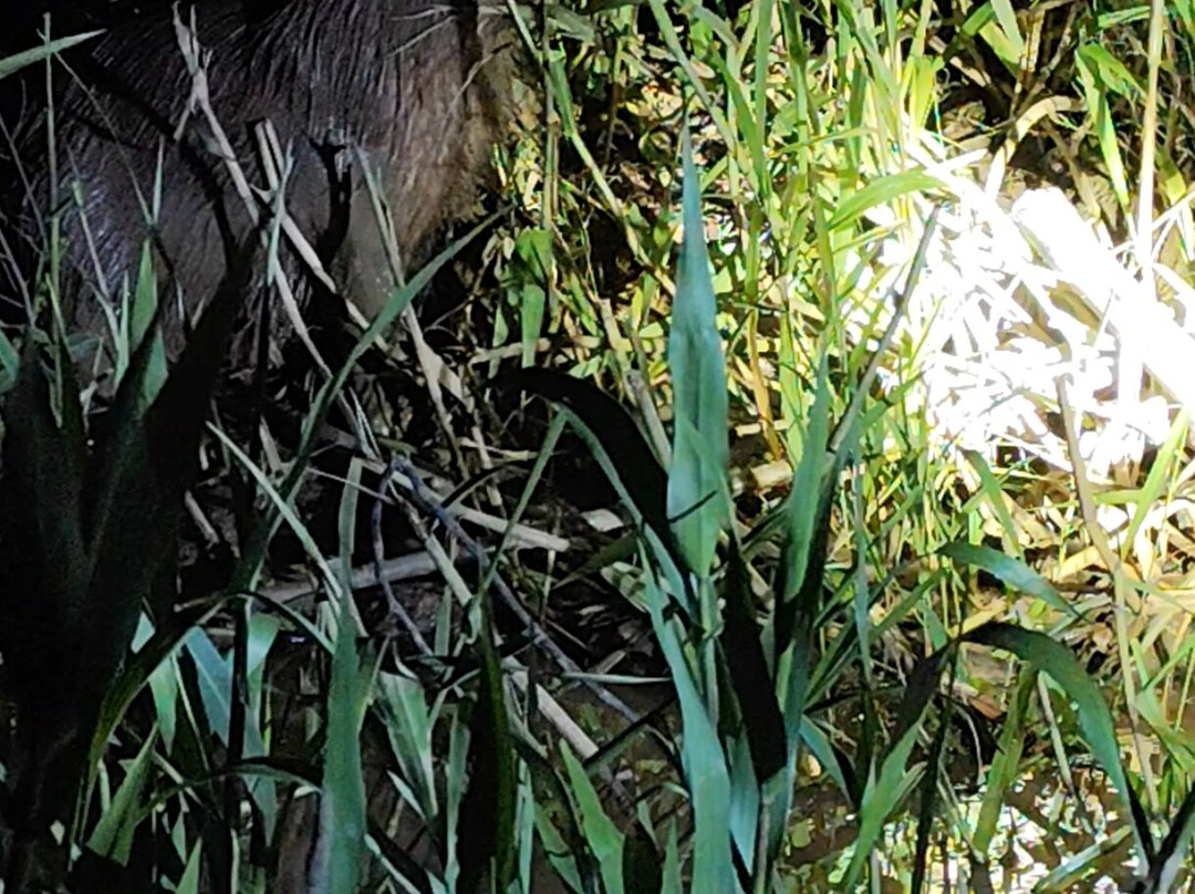 GREEN HOUSE TAMBOPATA-Filadelfia必去景点