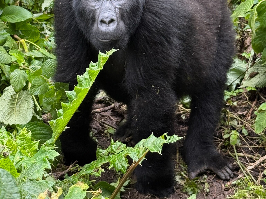 Insight Safari Holidays-Kanungu必去景点