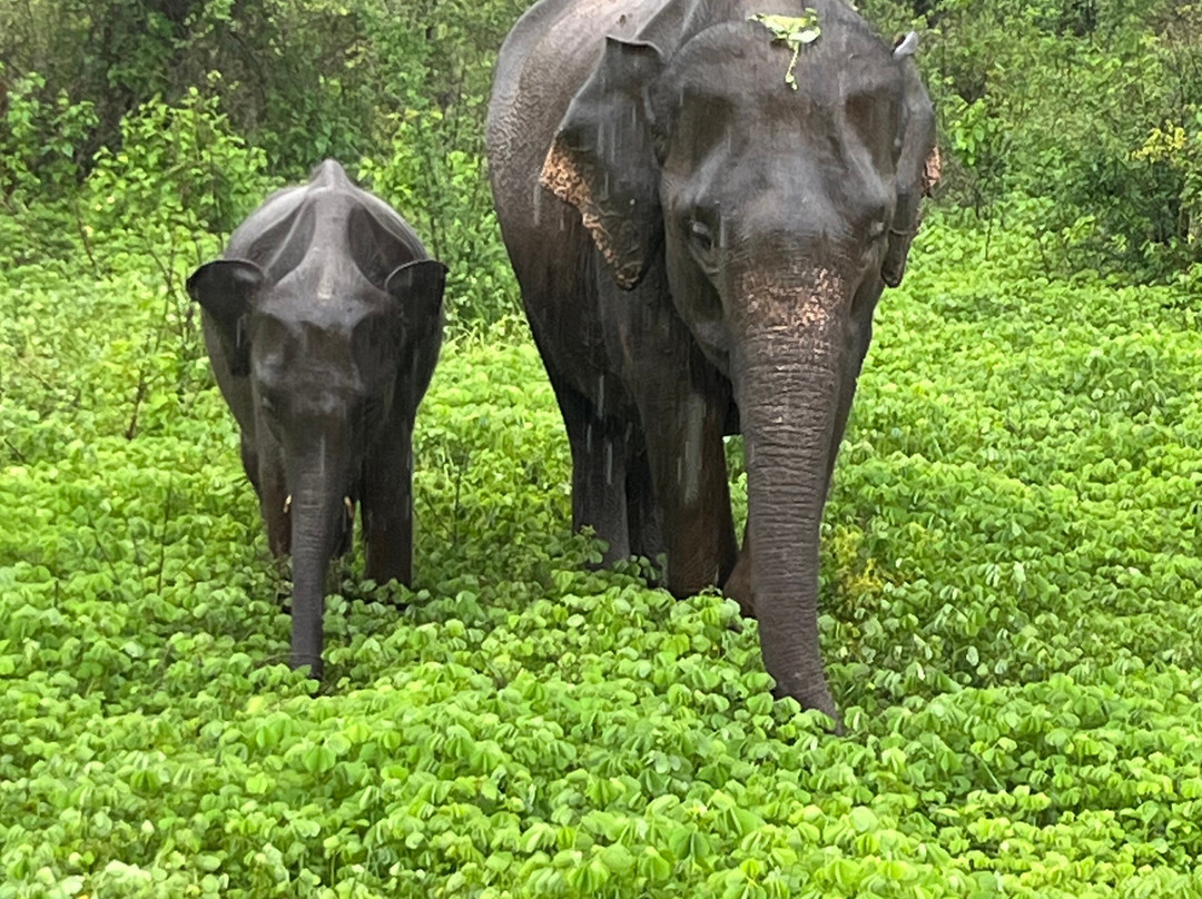 My Driver in Sri Lanka - Day Tours-Yatiyana必去景点