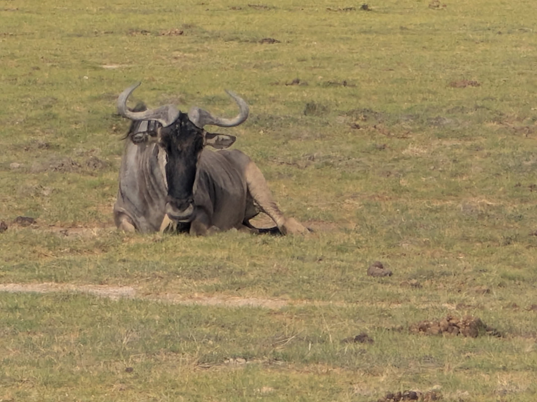 Bienvenido Kenya Tours and Safaris-山祖必去景点