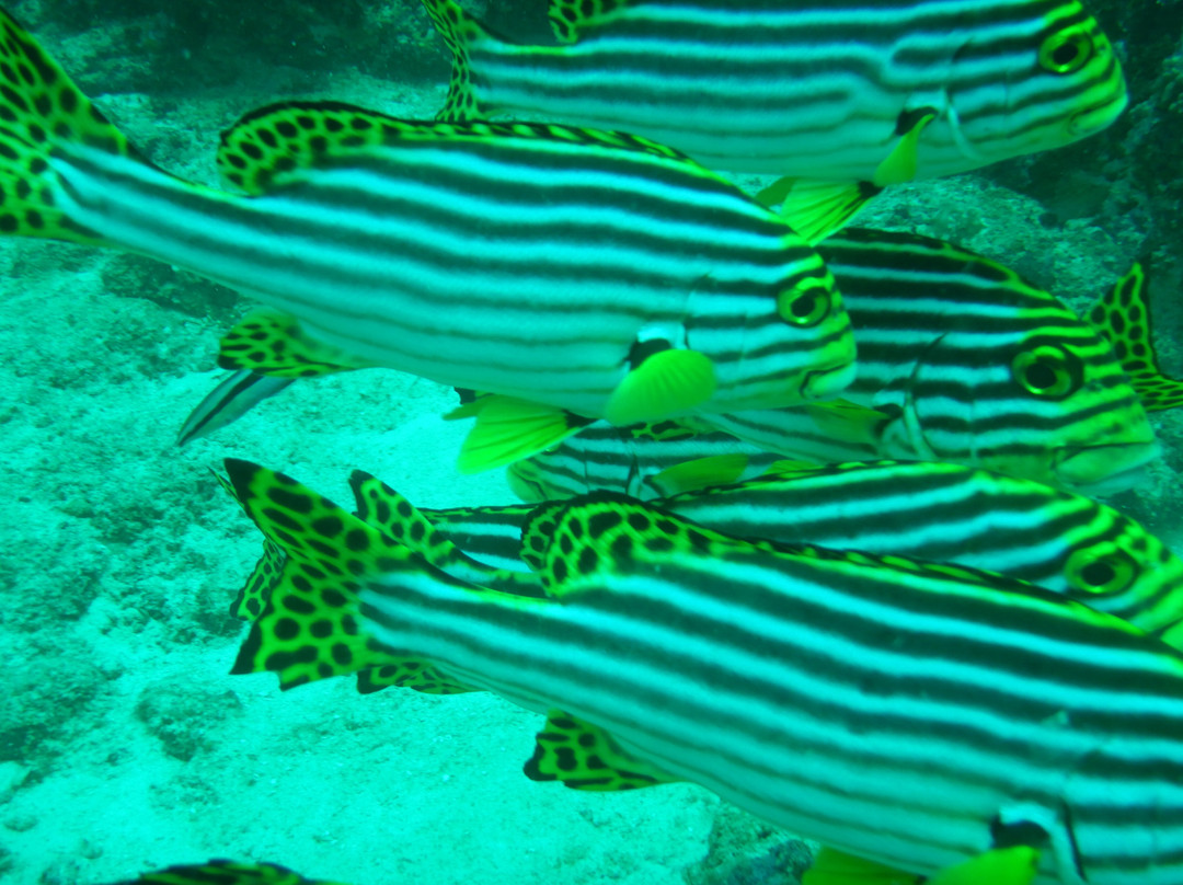 Himmafushi Scuba Adventure-Himmafushi Island必去景点