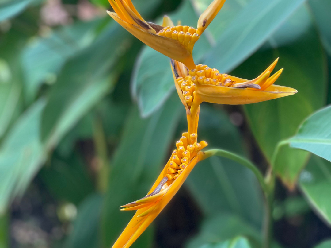 Ecotours Jardin Creole-Le Marin必去景点