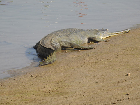 Silent Adventure Chitwan-苏拉哈必去景点