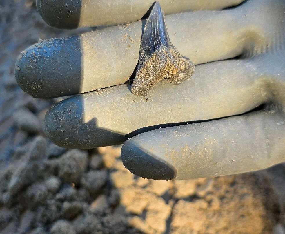 Fossil Expeditions-阿卡迪亚必去景点