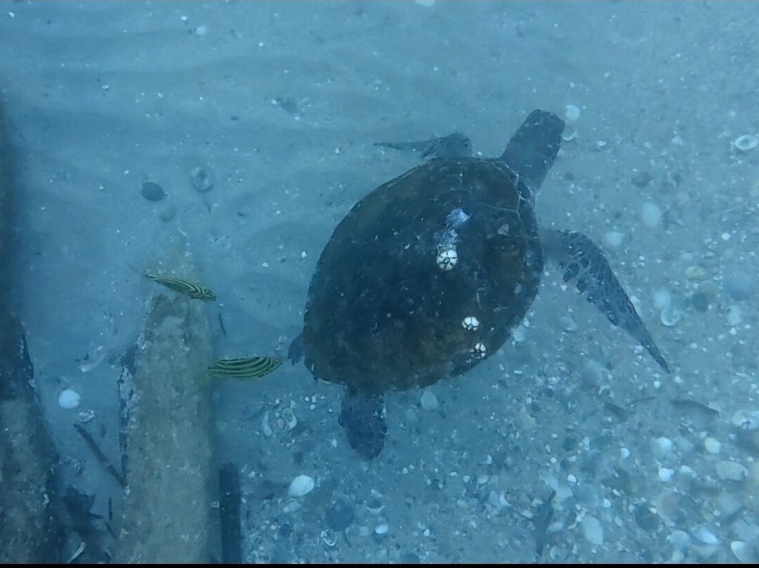 Gold Coast Dive Adventures-Runaway Bay必去景点