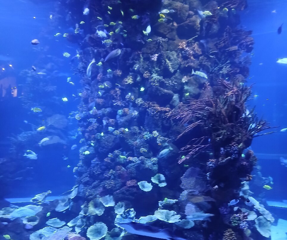 Poema Del Mar-大加那利岛拉斯帕尔马斯必去景点