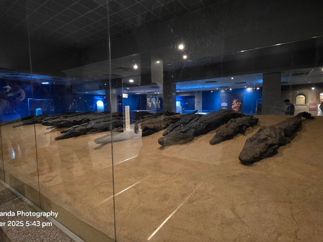 Crocodile Museum-Kom Ombo必去景点