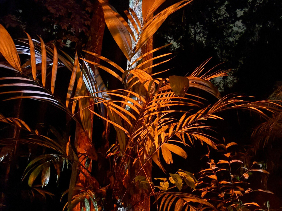 Amazon Green Tours-玛瑙斯必去景点