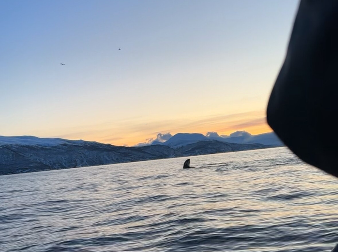 Explore 70 Degrees-Skjervoy必去景点