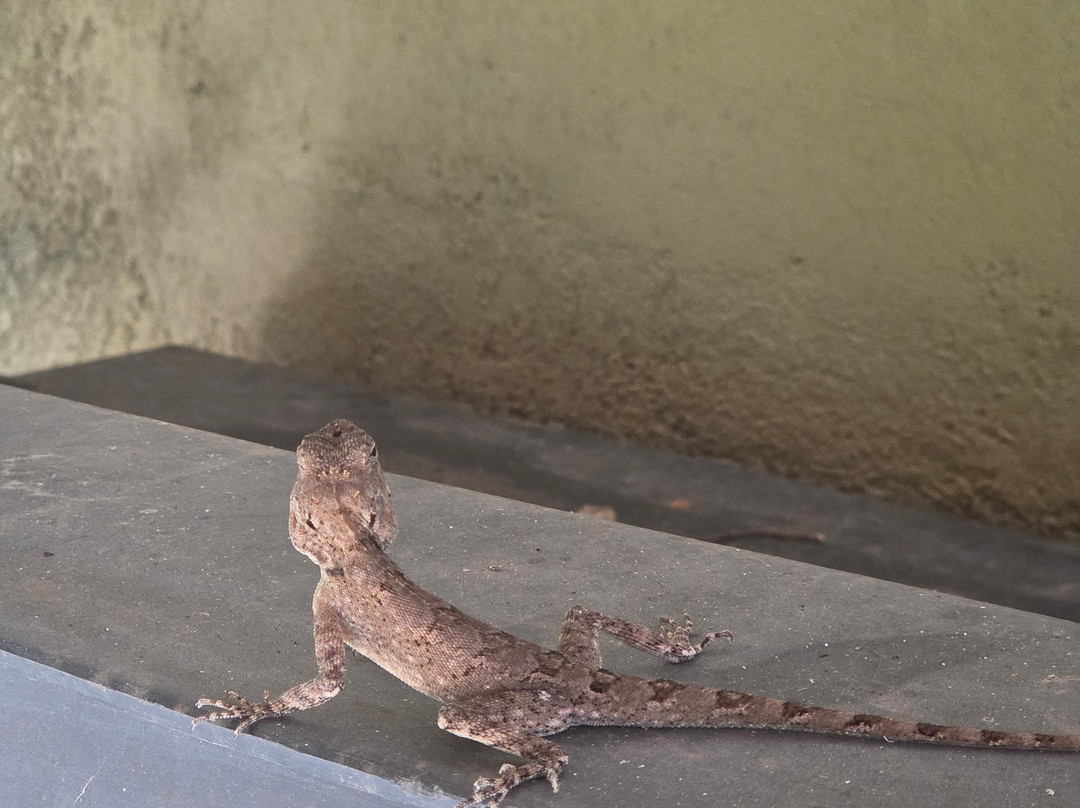 Tigress@ghosri - Tadoba主图