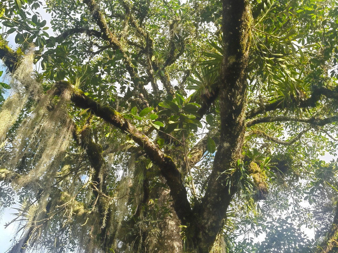 Cerro Tusa Springs主图