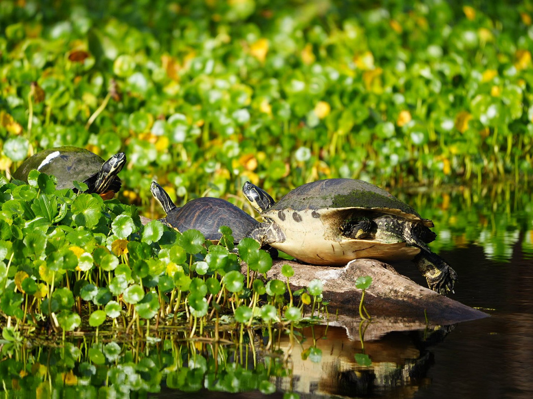 Airboat And Gator Charters-De Leon Springs必去景点
