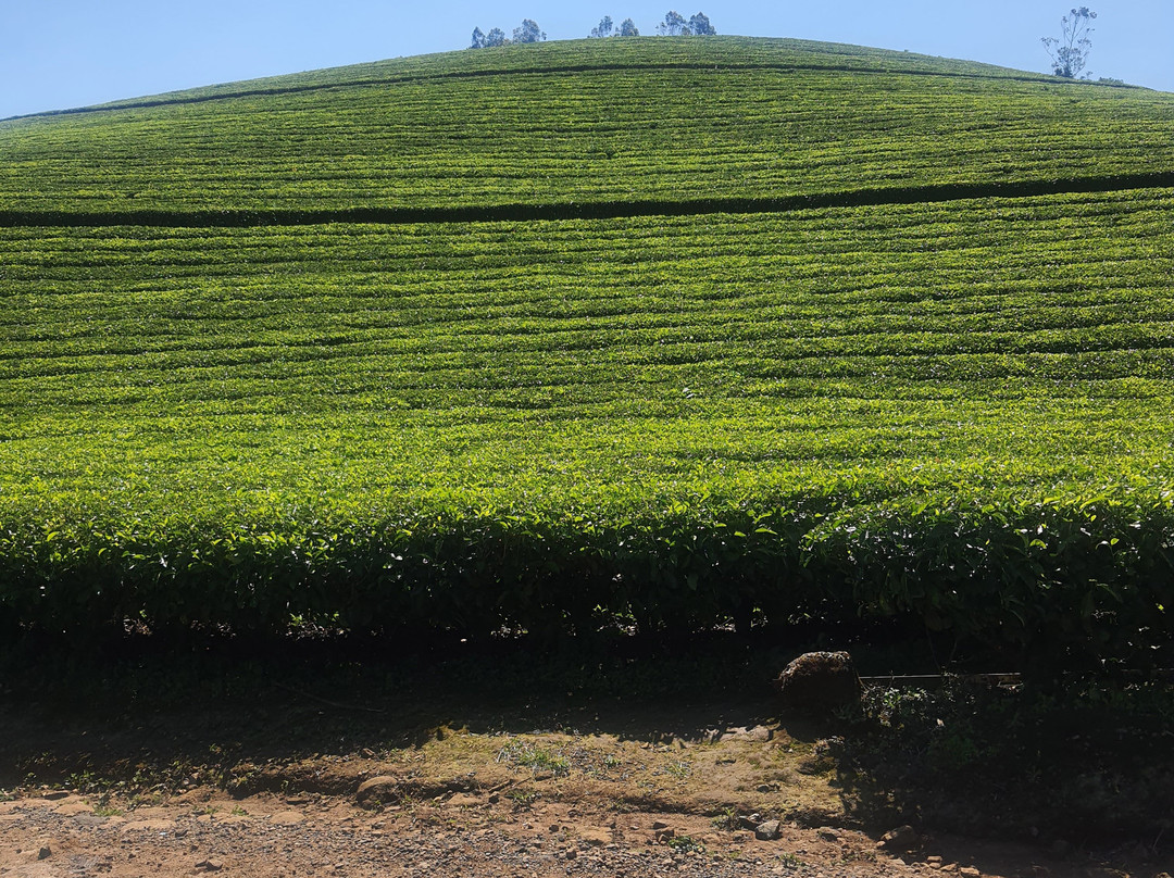 Green Hope Tourism-柯钦必去景点