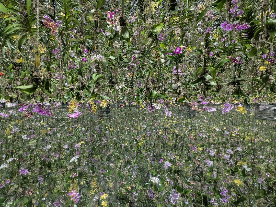 teamLab Planets TOKYO-Toyosu必去景点