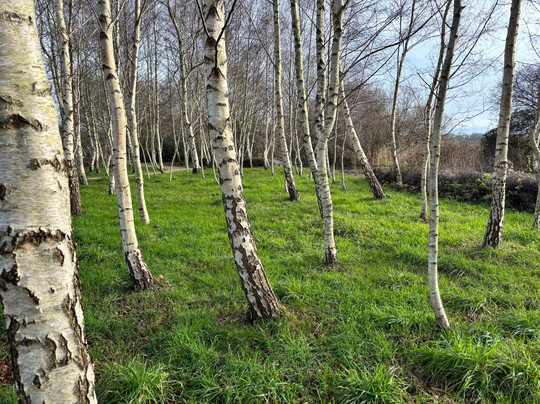 Sculpture By The Lakes-多切斯特必去景点