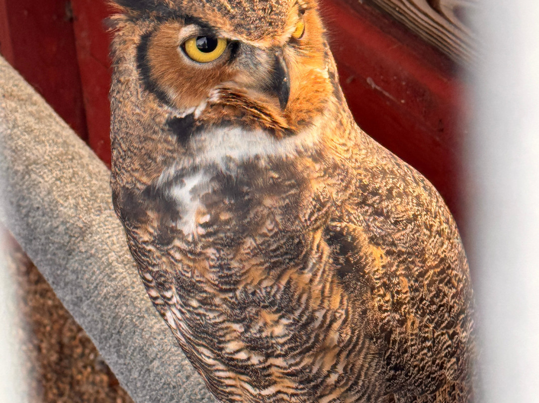 Monadnock Falconry-Temple必去景点
