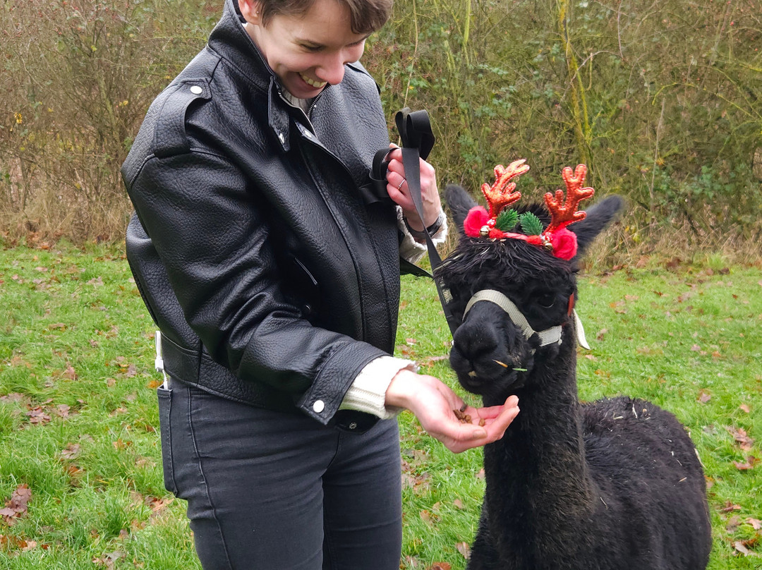 The Alpaca Centre at JandJ Alpacas-特伦特河畔纽瓦克必去景点
