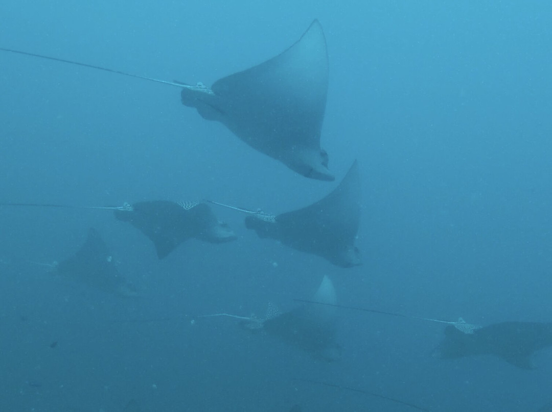 Squalo Divers-坎昆必去景点