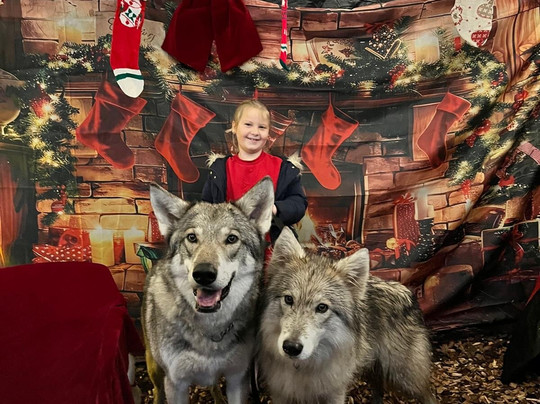 Watermill Wolves Wolf-dog Actors-Bexhill-on-Sea必去景点