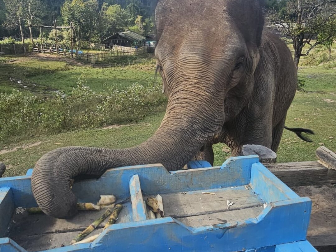 Blue Daily Elephant Care Sanctuary-清迈必去景点