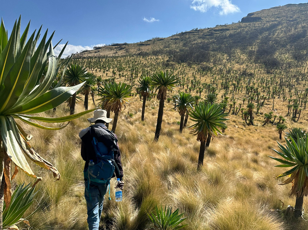 Simien Ethiopia Trekking by TAZ-Debark必去景点