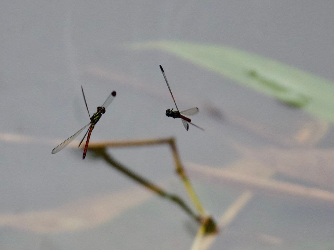 种植园酒店主图