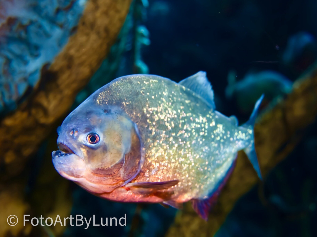 Poema Del Mar-大加那利岛拉斯帕尔马斯必去景点