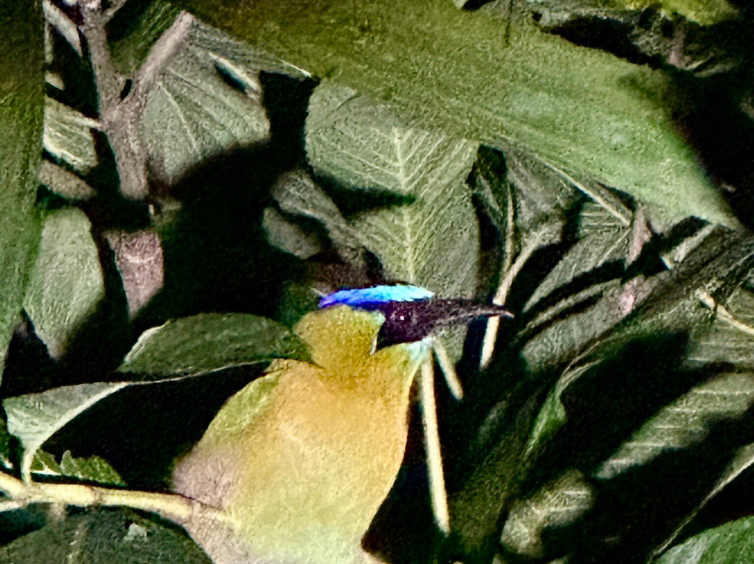 Frog's Paradise-Bijagua de Upala必去景点