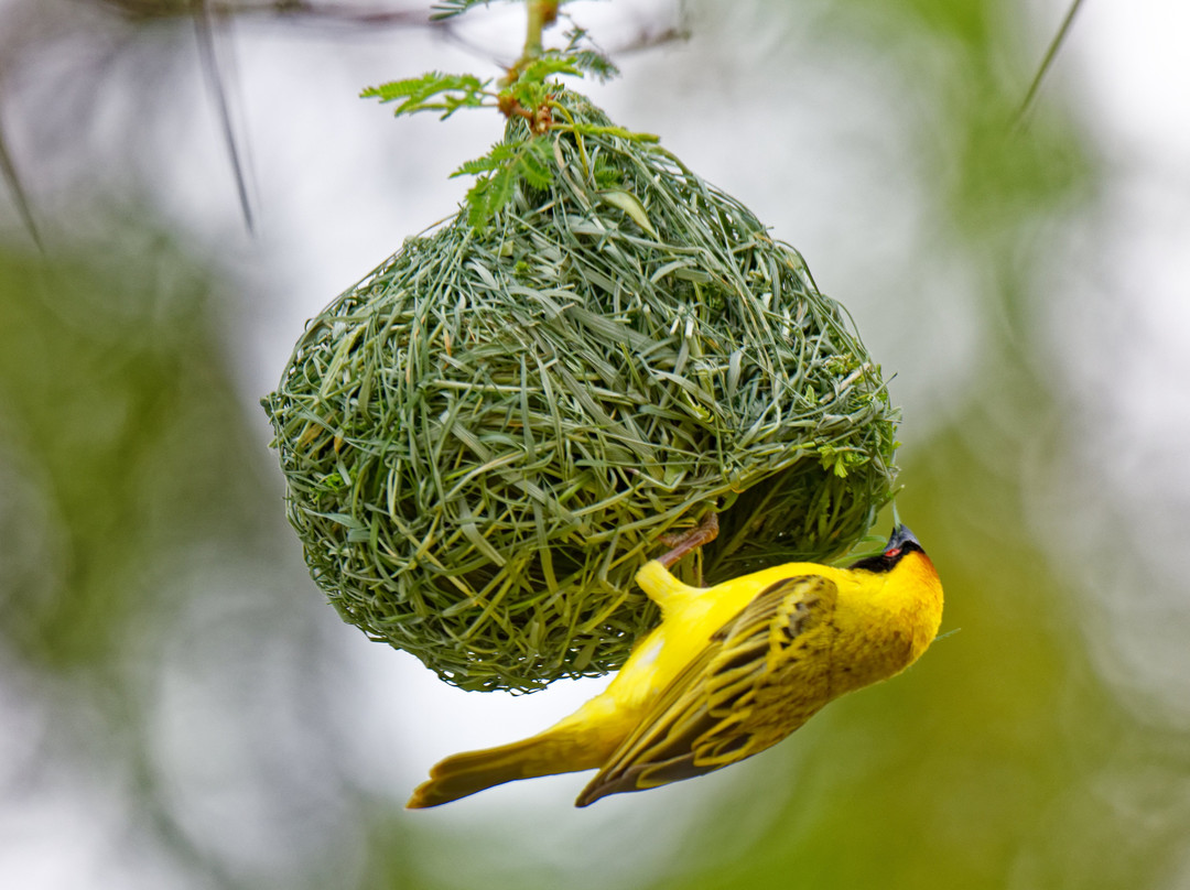 Hoba Meteorite-Grootfontein必去景点