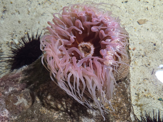 OdySea Aquarium-斯科茨代尔必去景点