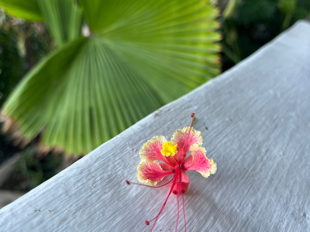 The Nest Tobago Apartments主图