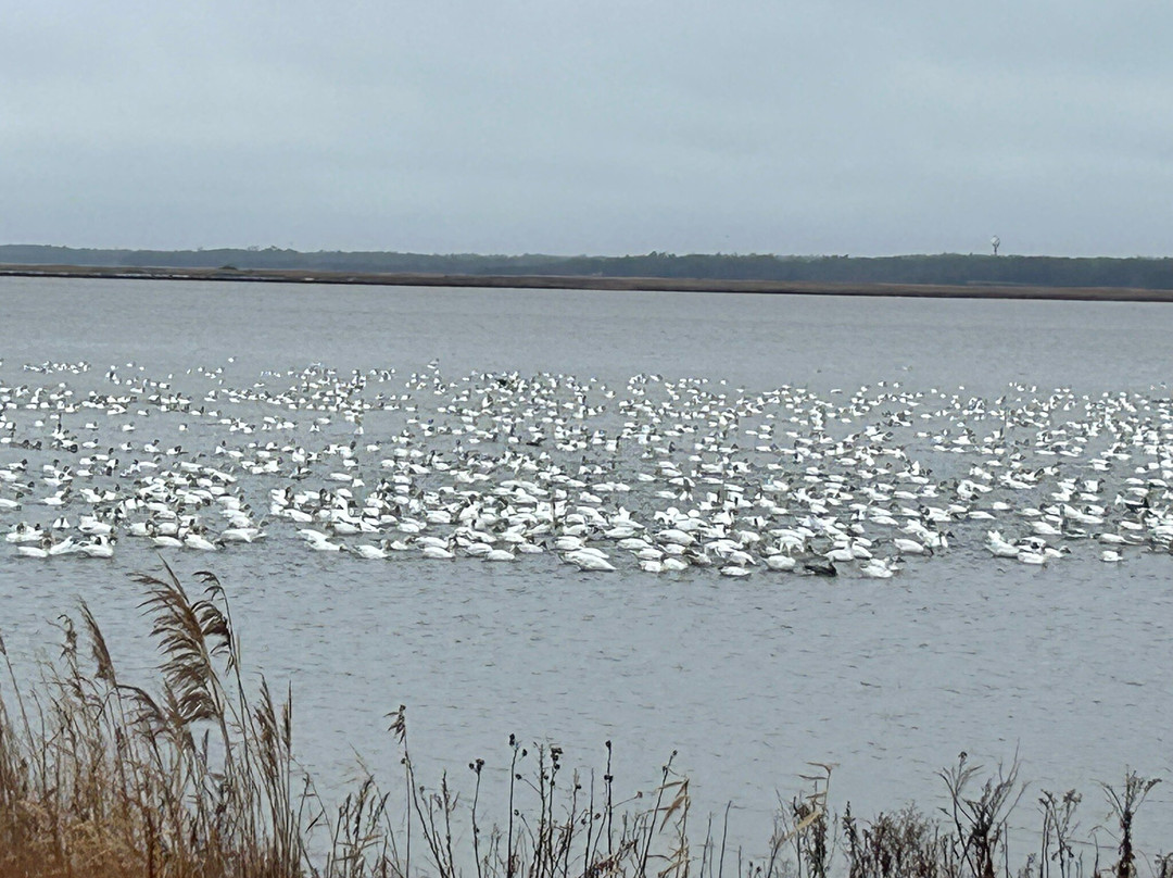 Edwin B. Forsythe National Wildlife Refuge-Oceanville必去景点