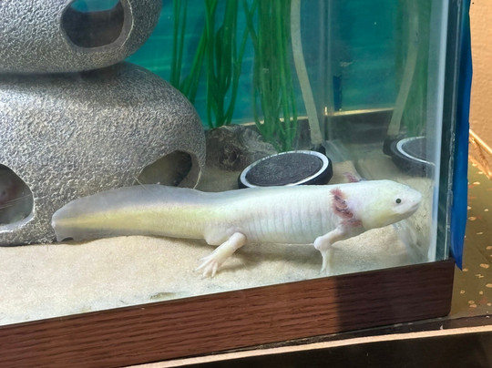 Cape May County Park & Zoo-开普梅考特豪斯必去景点