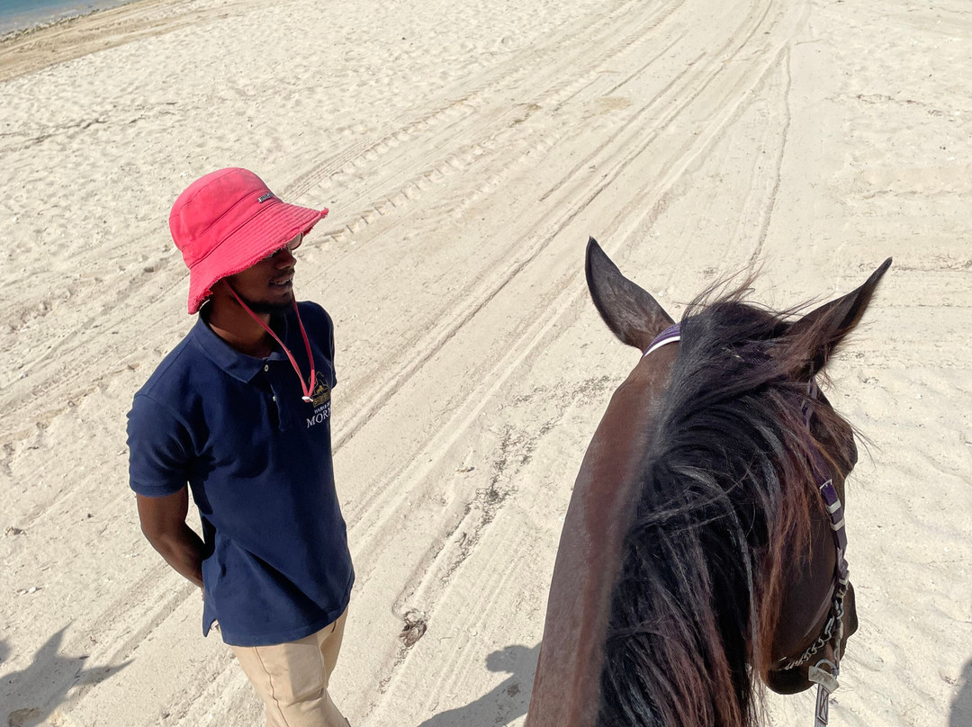 Haras Du Morne-莫纳山必去景点