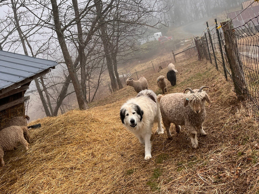 Apple Hill Farm-Banner Elk必去景点