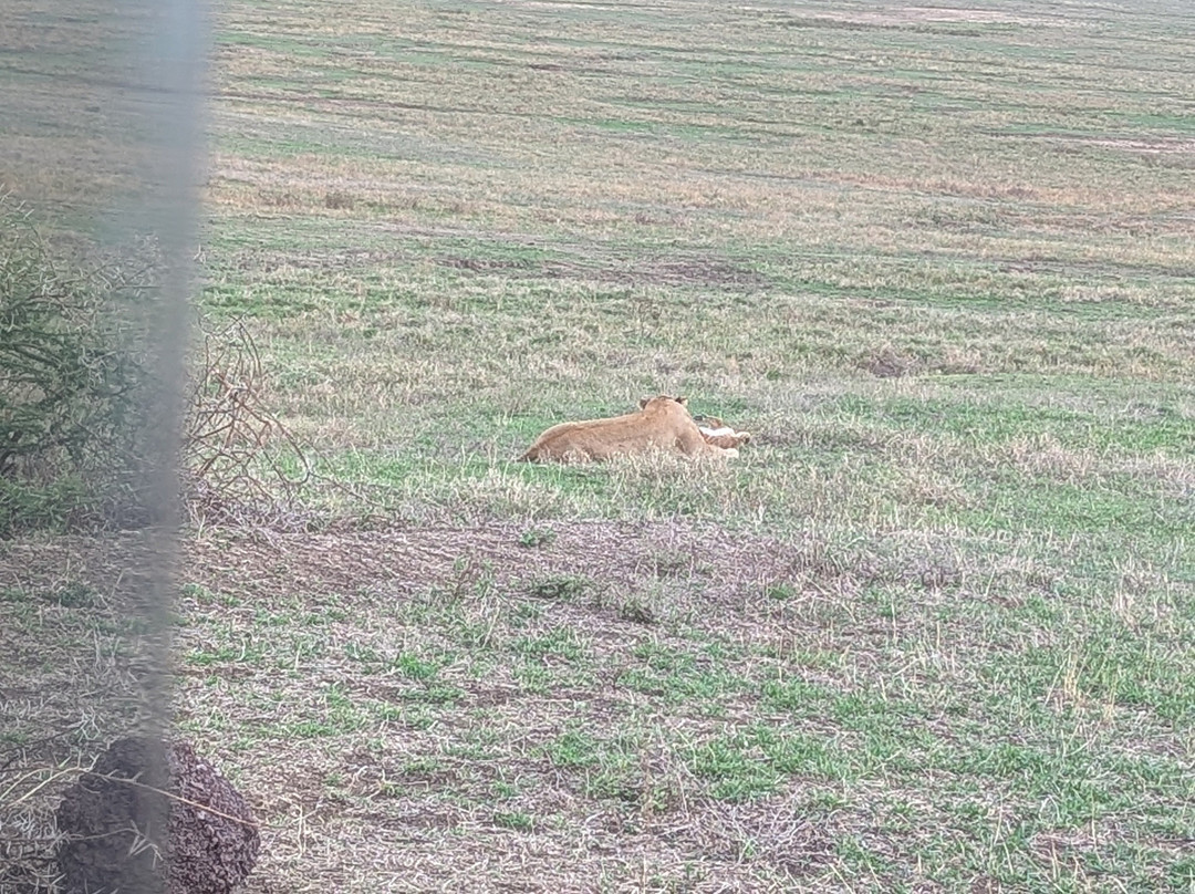 kindege Safaris-莫西必去景点