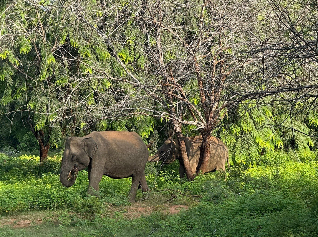 Vision Lanka Tours-加勒必去景点