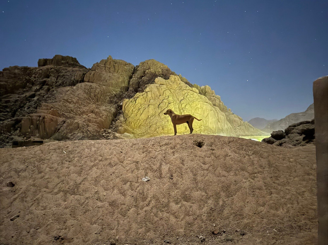 Sinai Vibes Tours And Excursions in Sharm El Sheikh-沙姆沙伊赫必去景点