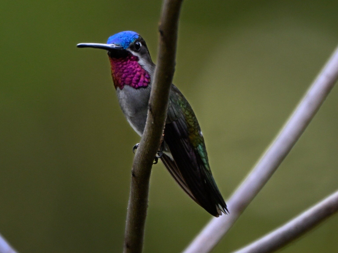 Hadco Experiences At Asa Wright Nature Centre-特立尼达必去景点