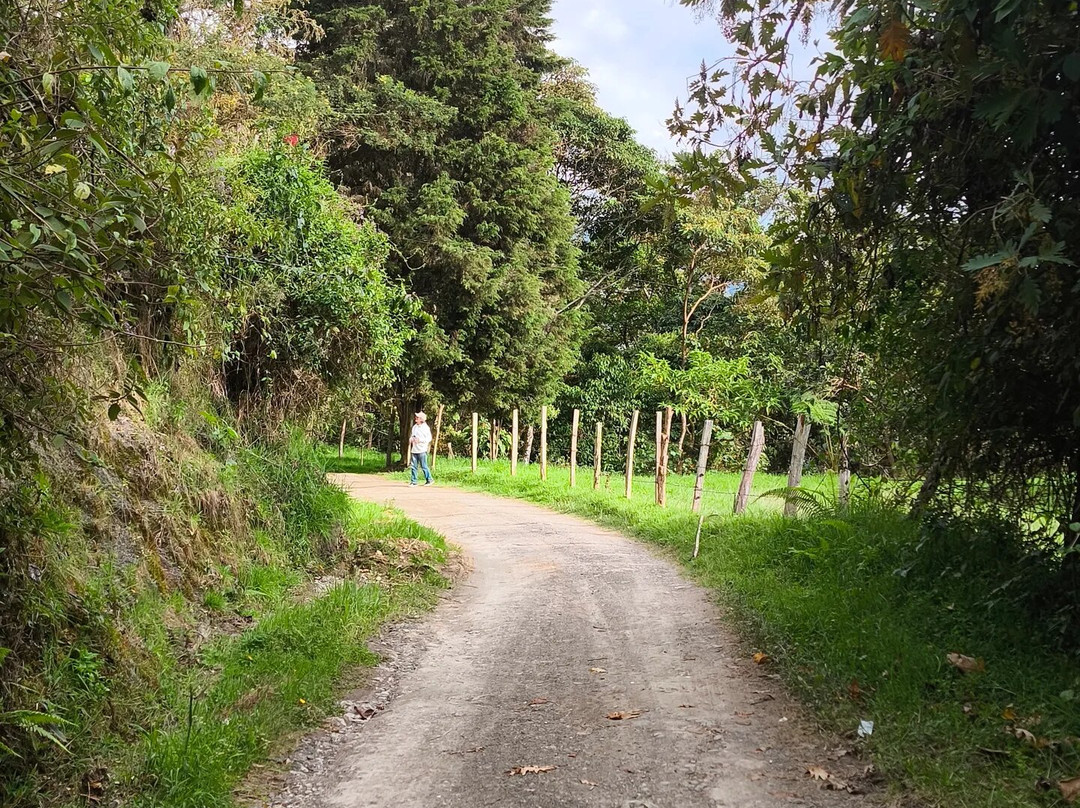 Nuestro Bosque I