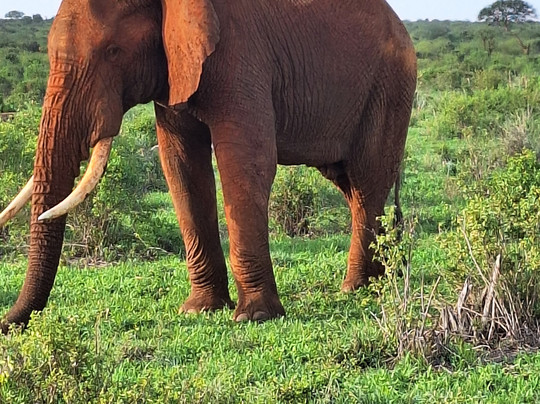 Erick  Safari Kenya-瓦塔木必去景点